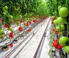 New Zealand Tomatoes growing in a greenhouse