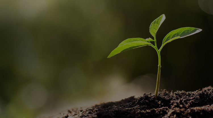 Sustainability